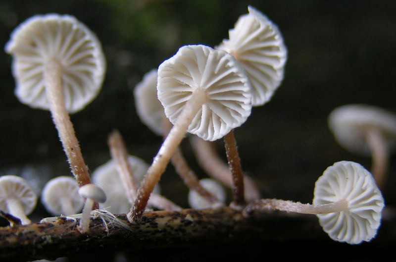 Marasmiellus ramealis?